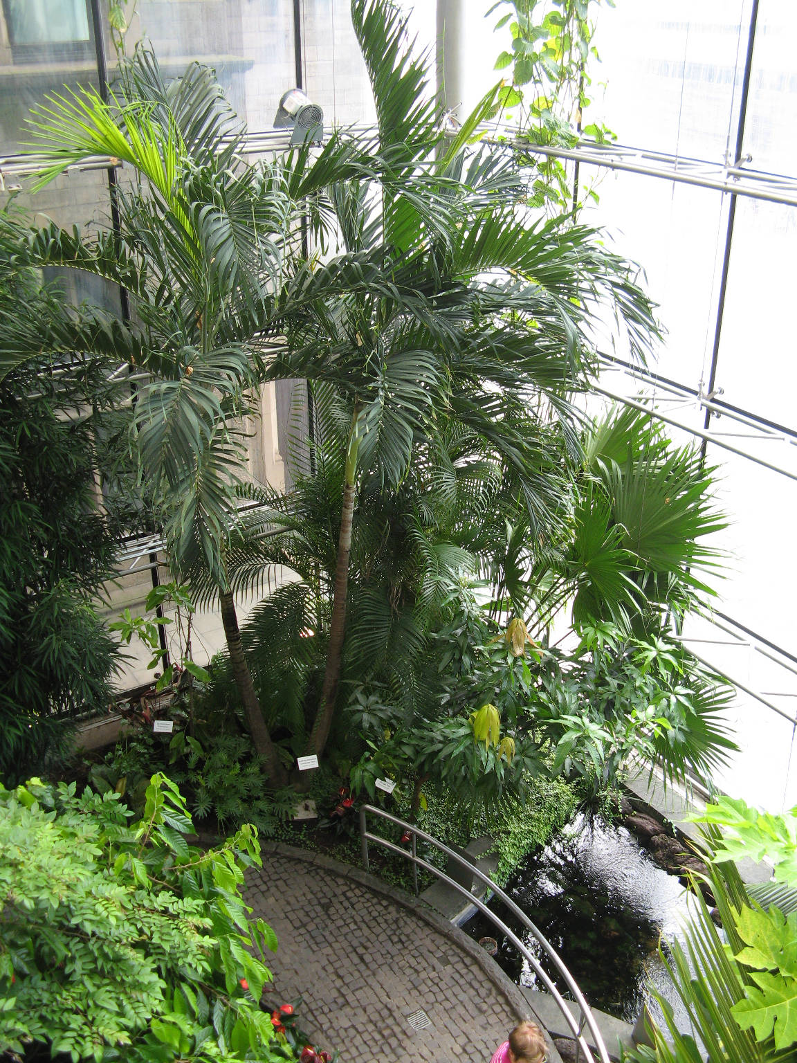 Rainforest